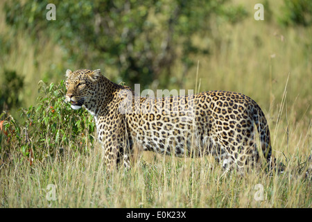 Leopard in erba alta, il Masai Mara, Kenya Foto Stock