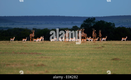 Topi mandria nella luce della sera, il Masai Mara, Kenya Foto Stock