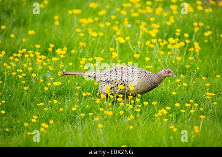 Femmina fagiano di gallina, Phasianus colchicus, in un campo di renoncules, REGNO UNITO Foto Stock