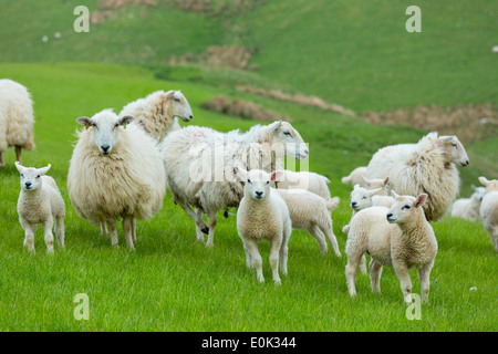 Gregge di pecore Pecore e agnelli in Brecon Beacons in Galles, Regno Unito Foto Stock