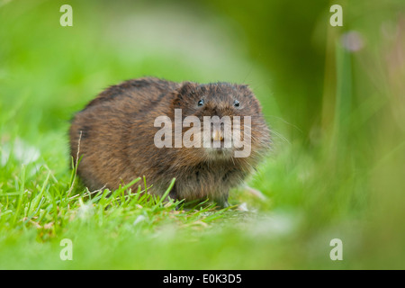 Acqua vole mostrando i denti, Cromford Canal, Derbyshire. (Arvicola amphibius) Foto Stock