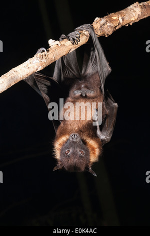 Frutta gigante Bat dall India. Captive in tipici sono ' appollaiati/grooming pongono mentre appeso a testa in giù da un arto (Pteropus giganteus) Foto Stock