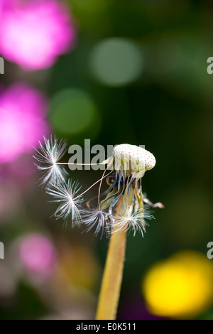 Testa di semi di tarassaco clock comune di tarassaco, Taraxacum officinale, disperdendo i semi dal vento la dispersione in estate, Inghilterra Foto Stock
