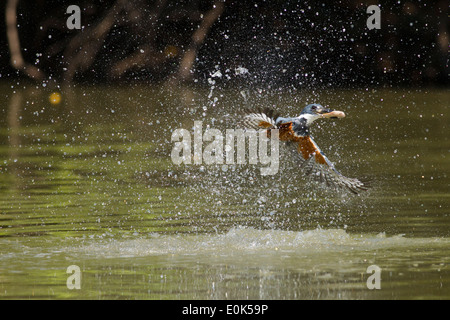 Di inanellare Kingfisher pesca in fiume, con pesce catturato nel becco, Pantanal, Brasile, Sud America (Ceryle torquata) Foto Stock