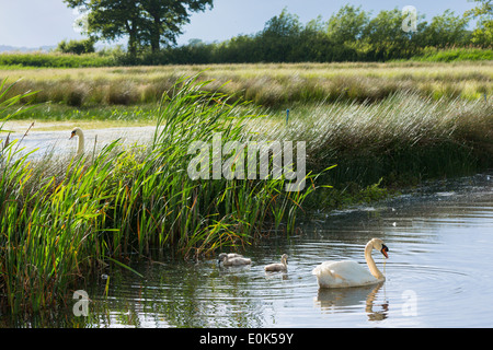 Cob maschio e femmina adulti penna cigni, Cygnus olor con cygnets in estate sulla zona umida a Otmoor Riserva Naturale, Oxfordshire, Regno Unito Foto Stock