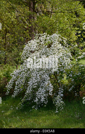 Biancospino (Crataegus monogyna) in fiore, noto anche come può fiorire. Foto Stock