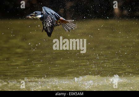 Di inanellare Kingfisher pesca in fiume, con pesce catturato nel becco, Pantanal, Brasile, Sud America (Ceryle torquata) Foto Stock