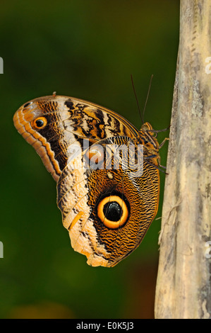 Immagine verticale di giallo-orlato gufo gigante, Caligo Atreo, appollaiato su un ramo. Foto Stock