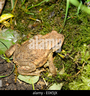 Ritratto di rospo europea, Bufo bufo, camminando sulla terra. Foto Stock