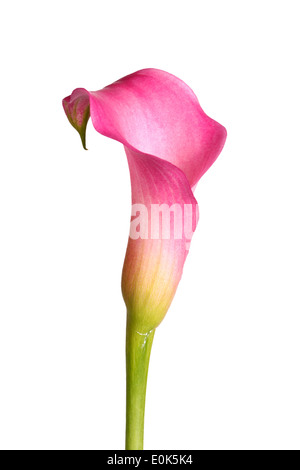 Fiore singolo e lo stelo di una rosa Calla Lily (Zantedeschia ibrido) isolati contro uno sfondo bianco Foto Stock