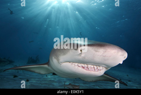 Caribbean reef shark, Bahamas. (Carcharhinus perezi) Foto Stock