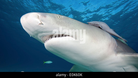 Caribbean reef shark, Bahamas. (Carcharhinus perezi) Foto Stock