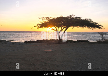 Struttura Dividivi su Aruba al tramonto Foto Stock