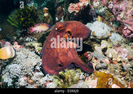 Giorno octopus caccia sulla barriera corallina. Parco Nazionale di Komodo, Rinca, Indonesia. (Octopus cyanea) Foto Stock