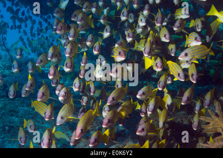 Blueline lutiani scuola. Maldive. (Lutjanus kasmira) Foto Stock