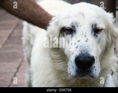 Cane di razza alabai Foto Stock