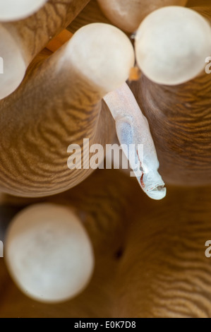 Anemone pipefish in bolla corallo, Halmahera Indonesia (Siokunichthys nigrolineatus) Foto Stock