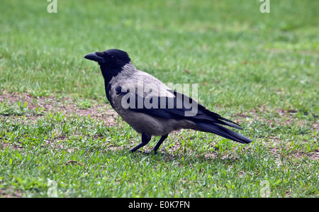 La cornacchia mantellata Corvus cornix anche chiamato Hoodiecrow in primo piano Foto Stock