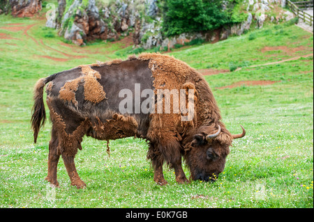 Moulting bisonte europeo / Wisent (Bison bonasus) erba di pascolo in prato in primavera Foto Stock