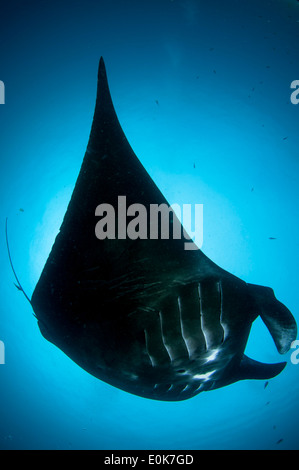 Giant Oceanic Manta Ray, Raja Ampat, Indonesia (Manta birostris) Foto Stock