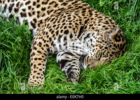 Panther / Jaguar (Panthera onca) dormire in erba, nativo di America Centrale e America del Sud Foto Stock