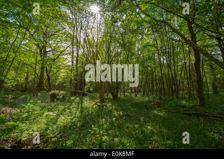 Bramley, UK. 15 Maggio, 2014. Pezzata pomeriggio di sole risplende se bosco a Downs Link percorso che segue una vecchia linea ferroviaria da Bramley a Shoreham-da-mare sulla costa sud Credito: Malcolm Park editoriale/Alamy Live News Foto Stock