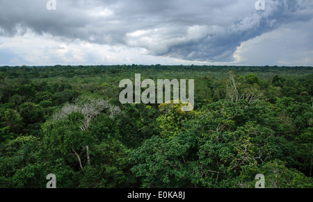 Vista panoramica della foresta pluviale amazzonica Foto Stock