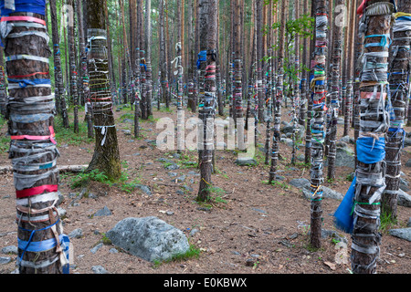 Alberi con nastri colorati in area di Arshan, Tunkinsky distretto, Buryatia, Russia Foto Stock