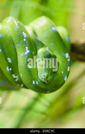 Animali: green tree python, Morelia viridis, close-up shot, il fuoco selettivo Foto Stock