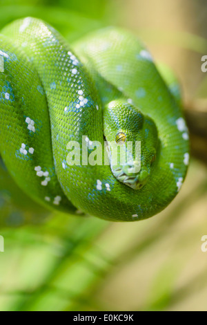 Animali: green tree python, Morelia viridis, close-up shot, il fuoco selettivo Foto Stock