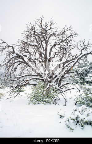 Dead Pinon Pine in primavera la neve nelle montagne rocciose nei pressi di salida, Colorado, STATI UNITI D'AMERICA Foto Stock