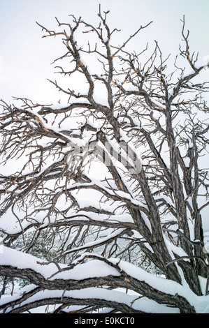 Dead Pinon Pine in primavera la neve nelle montagne rocciose nei pressi di salida, Colorado, STATI UNITI D'AMERICA Foto Stock