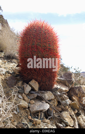 Un rosso Barrel Cactus cresce su di un colle roccioso a Joshua Tree National Park nel deserto di Mojave in California del Sud Foto Stock