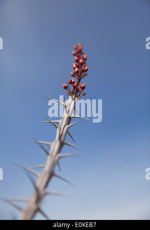 Ocotillo cresce a Joshua Tree National Park contro il cielo blu Foto Stock