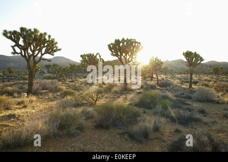 Il sole sorge a distanza dietro un gruppo di alberi di Joshua a Joshua Tree National Park nel Sud della California, Stati Uniti d'America Foto Stock