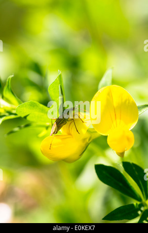 Verde bug insetto raccogliendo il nettare dai fiori selvaggi Bird's-piede, Trifoglio Lotus corniculatus, in Cotswolds, England, Regno Unito Foto Stock