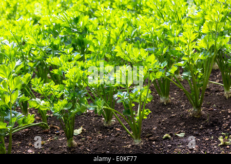 Sedano rapa, Apium graveolens, in orto biologico in Oxfordshire UK Foto Stock