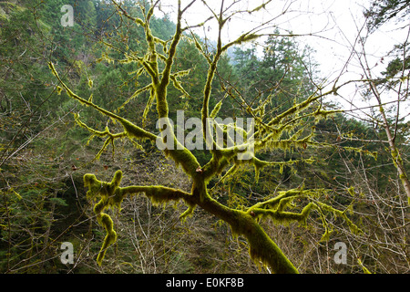 Un muschio coperto sulla diramazione del sentiero per Wachlella cade nella contea di Multnomah, Oregon. Foto Stock