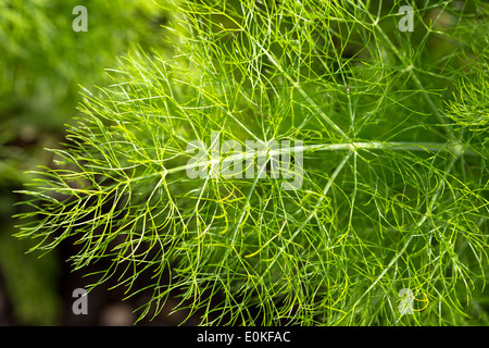 Finocchio, Foeniculum vulgara, o dolce a Firenze in vegetali e giardino di erbe in Oxfordshire UK Foto Stock