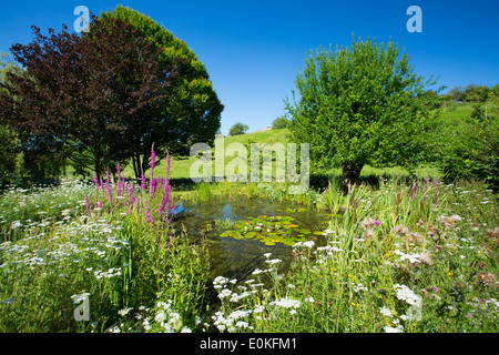 La fauna selvatica stagno, fiori selvatici, piante dello stagno melo, acero, carpino nel paese giardino, il Costwolds, Oxfordshire, Regno Unito Foto Stock