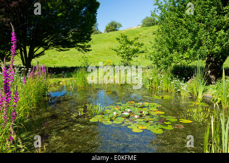 La fauna selvatica stagno, fiori selvatici, piante dello stagno, melo e carpino albero in un giardino di campagna in Cotswolds, Oxfordshire, Regno Unito Foto Stock