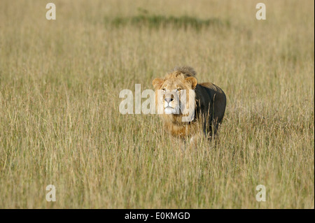 Giovane maschio di leone che attacca un lion pride Foto Stock