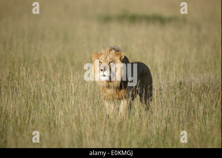 Giovane maschio di leone che attacca un lion pride Foto Stock