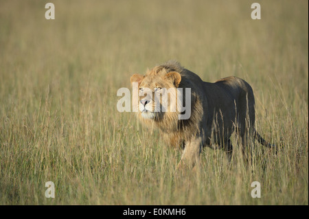 Giovane maschio di leone che attacca un lion pride Foto Stock