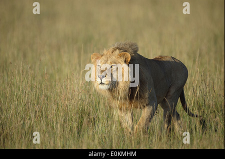 Giovane maschio di leone che attacca un lion pride Foto Stock