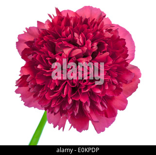 Peonia fiore isolato su sfondo bianco. Paeonia lactiflora Foto Stock