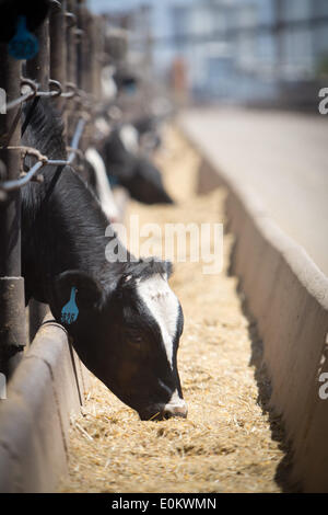 Bestiame al Hacienda Feedyard in Brawley in Imperial County, in aprile 2014. Vicino a Brawley è il Brawley zona sismica (BSZ) che collega il San Andreas e guasto guasto imperiale. Foto Stock