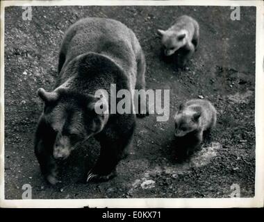 Apr. 04, 1952 - prima uscita per bear cubs.: twin cuccioli nati due mesi fa al London Zoo orsi bruni, Minnie e sottaceti hanno fatto la loro prima comparsa pubblica di ieri. La gita è stata molto breve. La foto mostra il twin cubs seguire docilmente la loro madre, Minnie, durante stoviglie rosse breve gita. Foto Stock