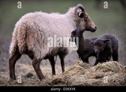 Un Manx Loaghtan pecora con la sua molla agnelli, WILTSHIRE REGNO UNITO Foto Stock