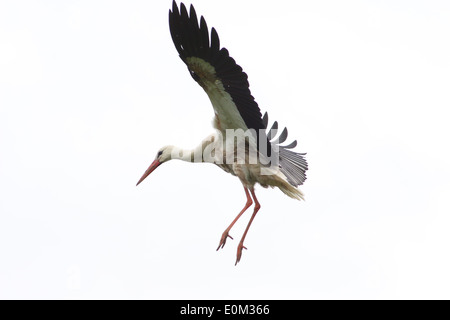 Unione Cicogna bianca (Ciconia ciconia) in volo Foto Stock